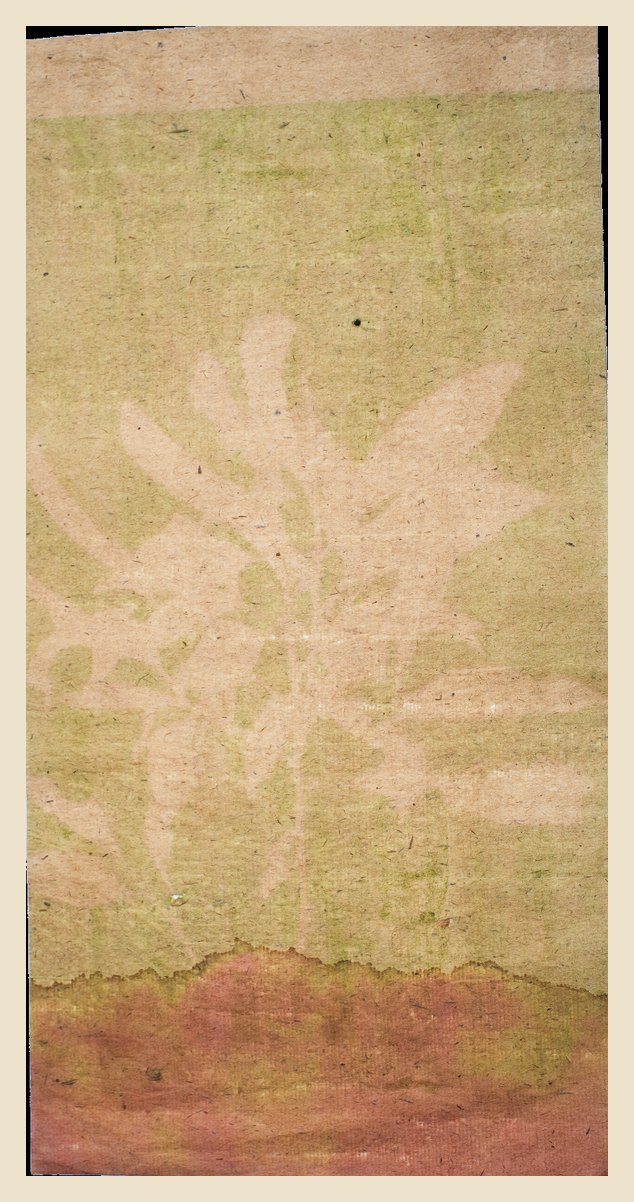 Antotipia de uma árvore ameaçada, com pigmento vegetal sobre papel de cânhamo