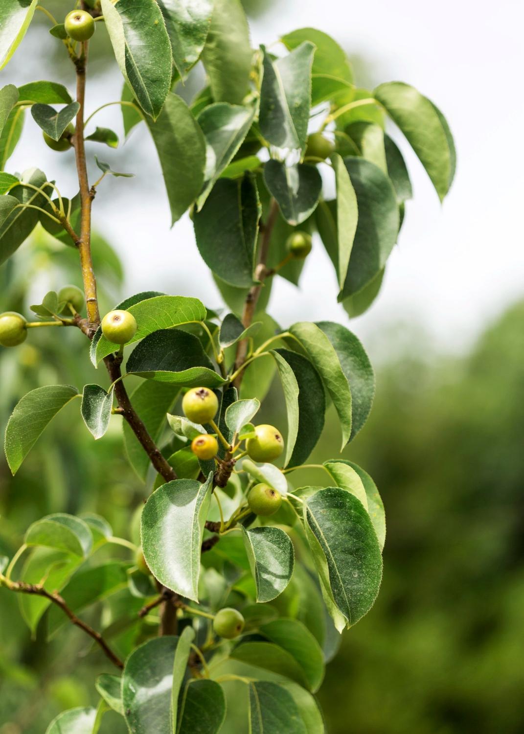 Araçá-amarelo, folhas e fruto