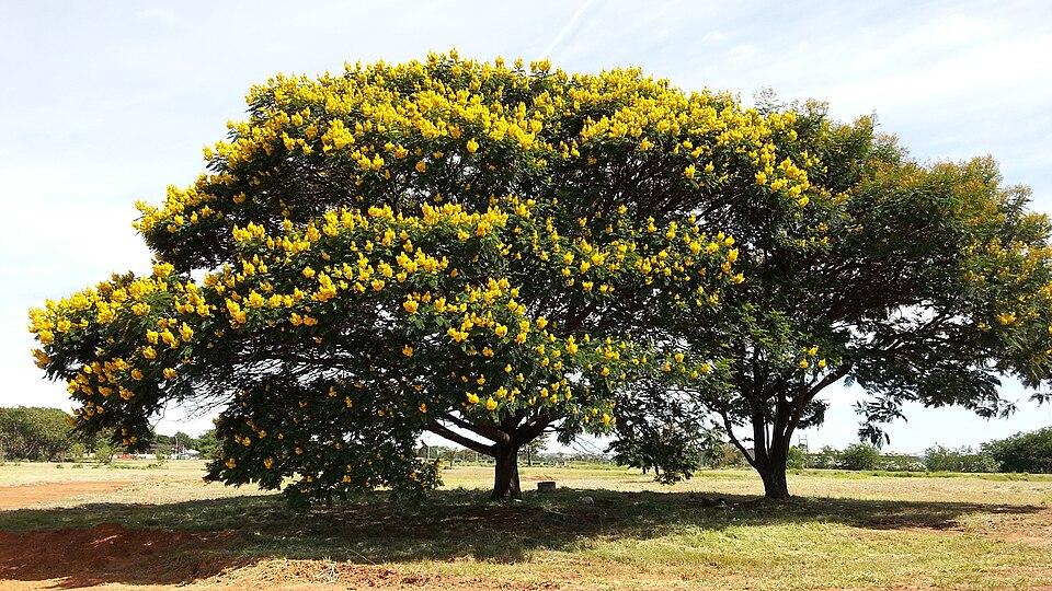 Canafístula florida