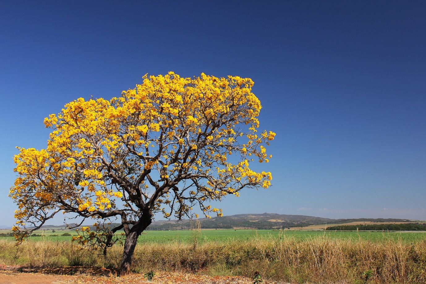 Ipê-amarelo florido