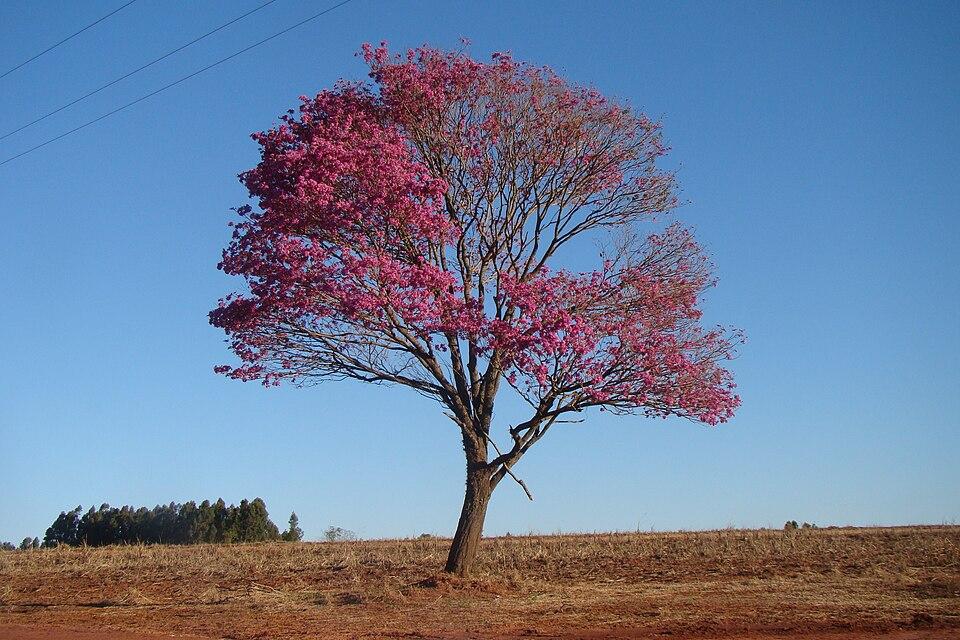 Ipê-roxo florido